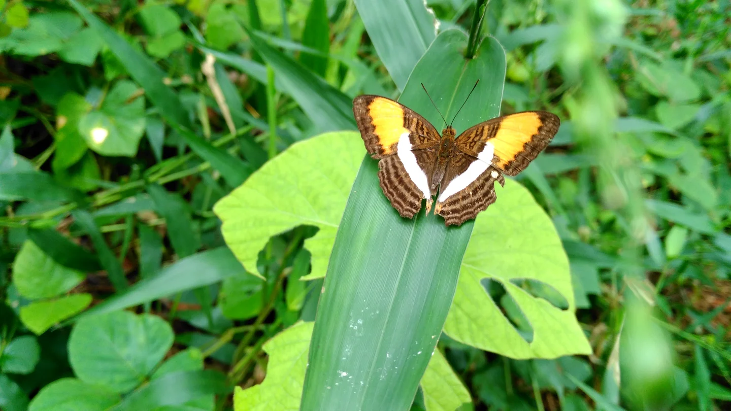 Butterfly in the Amazon