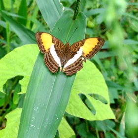 Butterfly in the Amazon