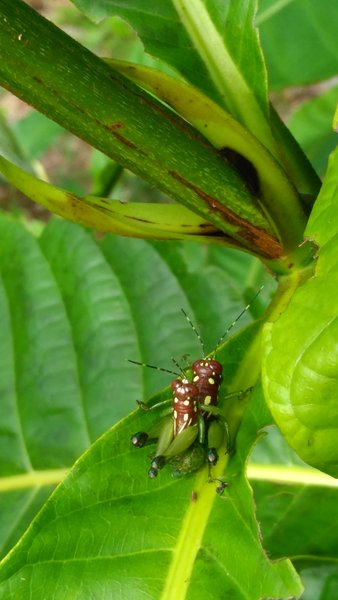 Grasshopper in the rainforest