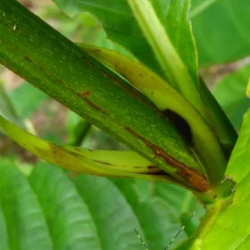 Grasshopper in the rainforest