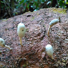 Tree fungus in the rainforest