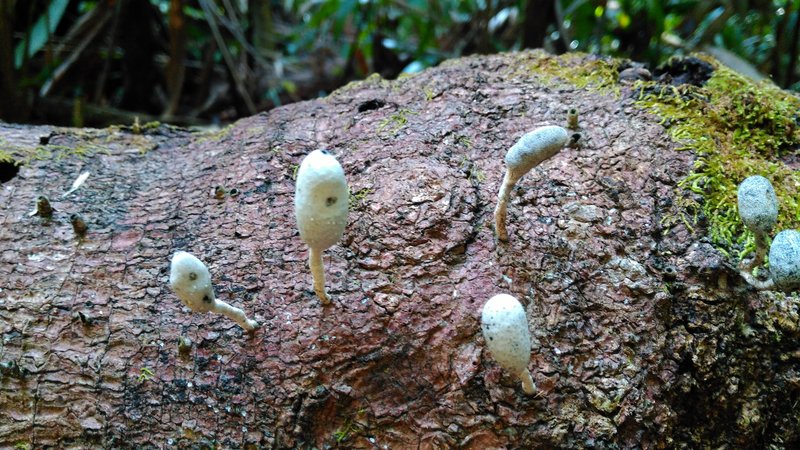 Tree fungus in the rainforest