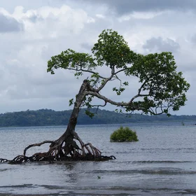 Alone Mangrove fighting with sea level rise.