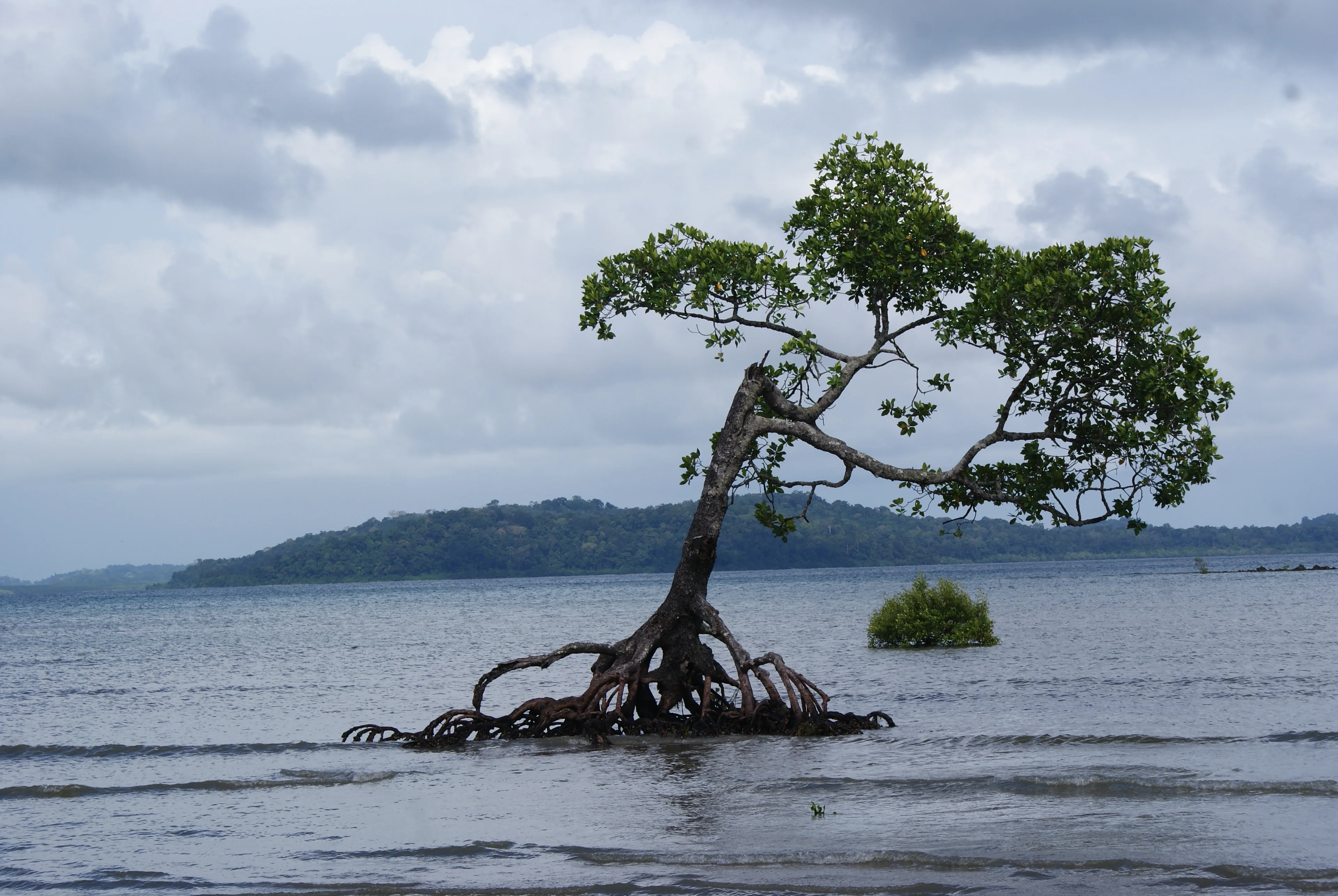 Alone Mangrove fighting with sea level rise.