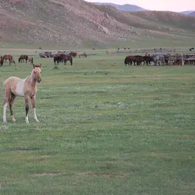 Curious lovely kheer (yellowish) colt.