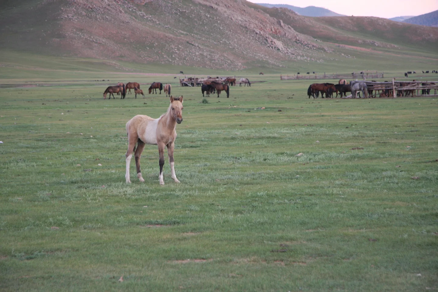 Curious lovely kheer (yellowish) colt.