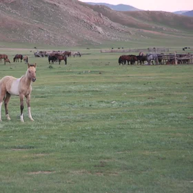 Curious lovely kheer (yellowish) colt.