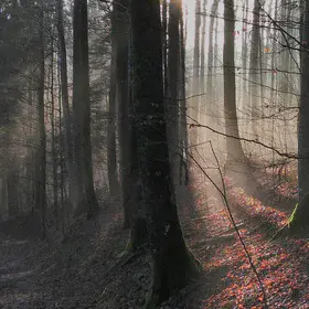 Early Morning Fieldwork in Sihlwald