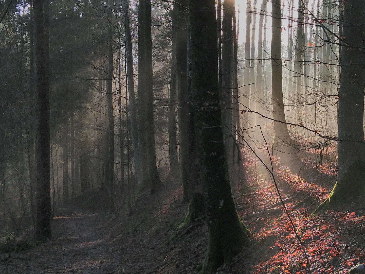 Early Morning Fieldwork in Sihlwald