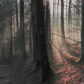 Early Morning Fieldwork in Sihlwald