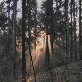 Early Morning Fieldwork in Sihlwald, Switzerland