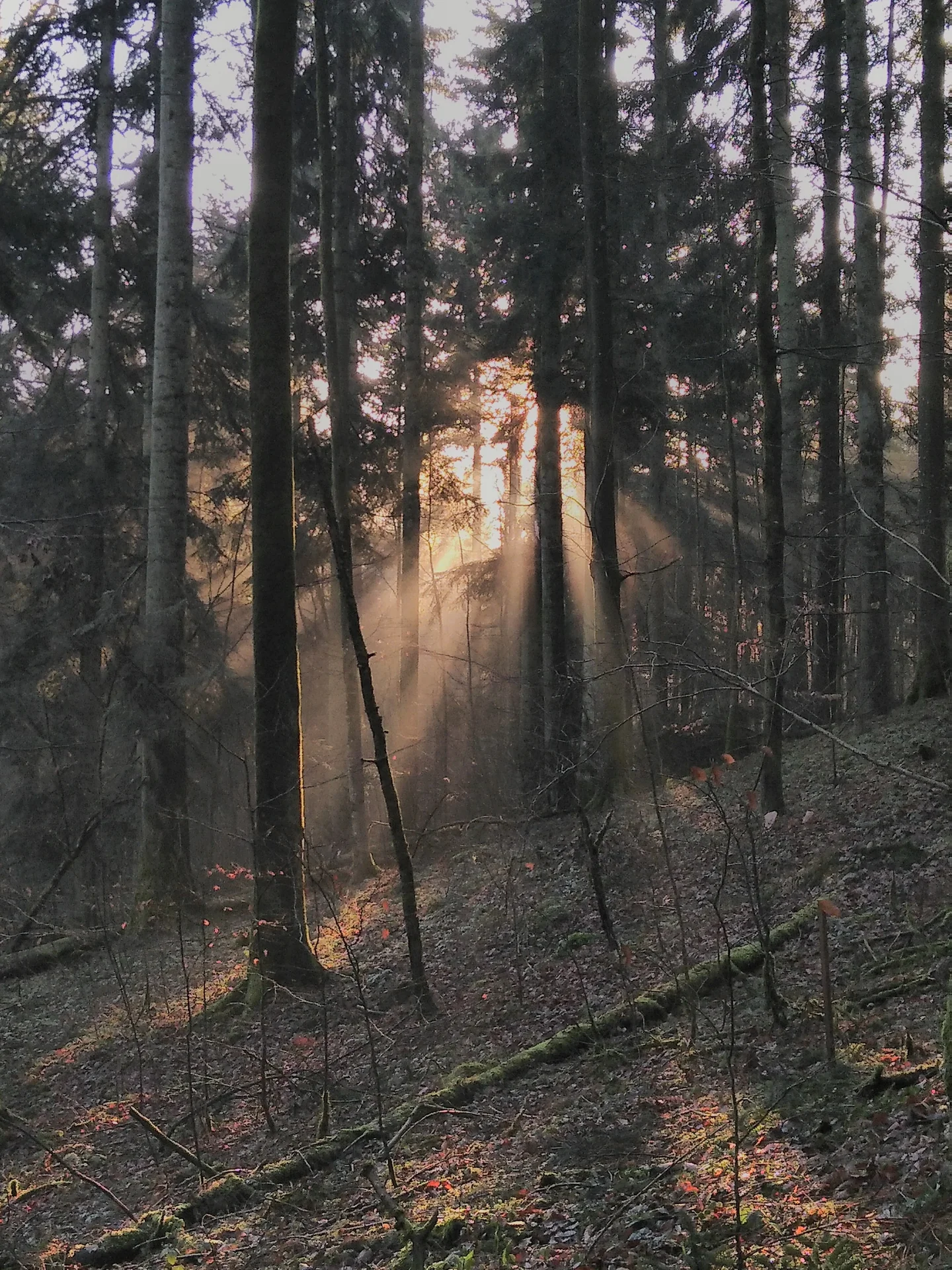 Early Morning Fieldwork in Sihlwald, Switzerland