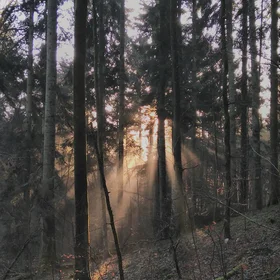 Early Morning Fieldwork in Sihlwald, Switzerland