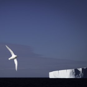 Snow petrel against iceberg