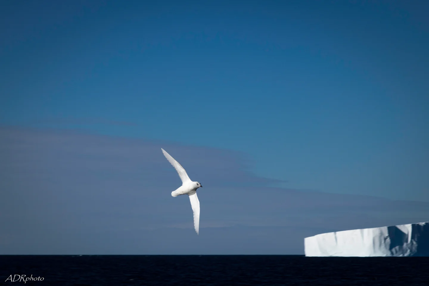 Snow petrel against iceberg