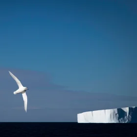 Snow petrel against iceberg