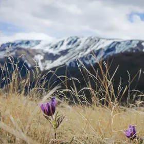 The  princesses of Altai