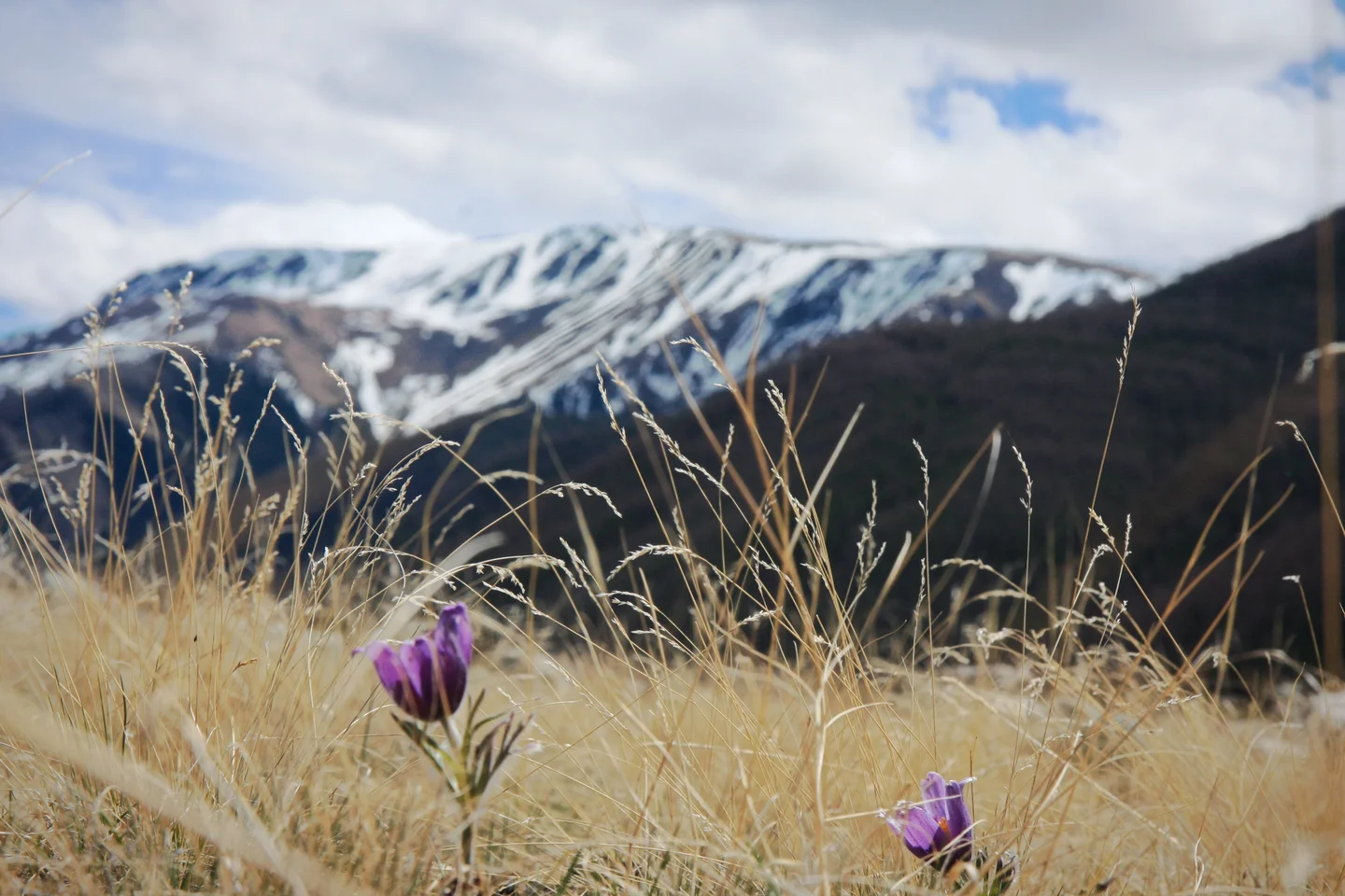 The  princesses of Altai