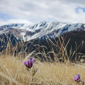 The  princesses of Altai