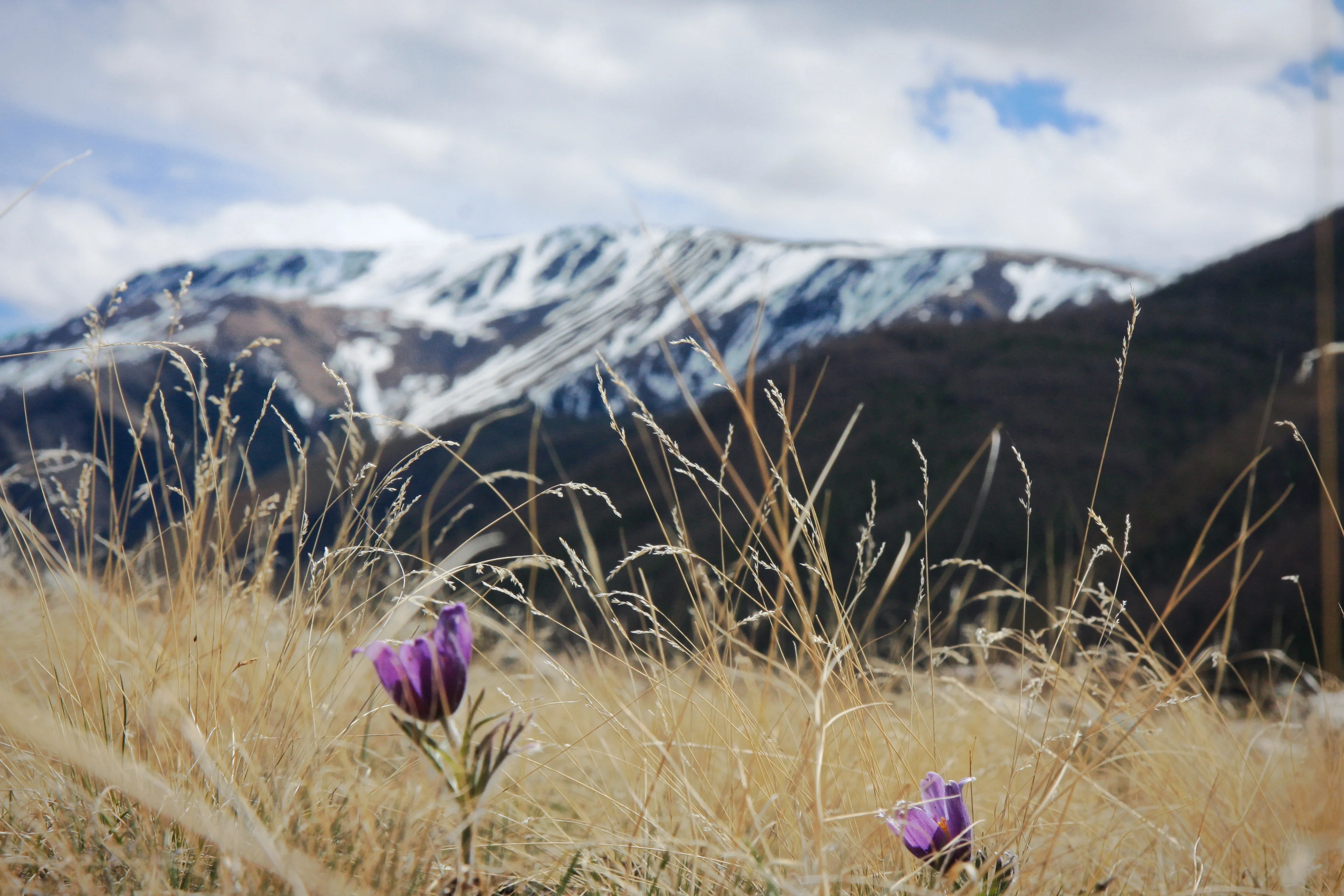 The  princesses of Altai