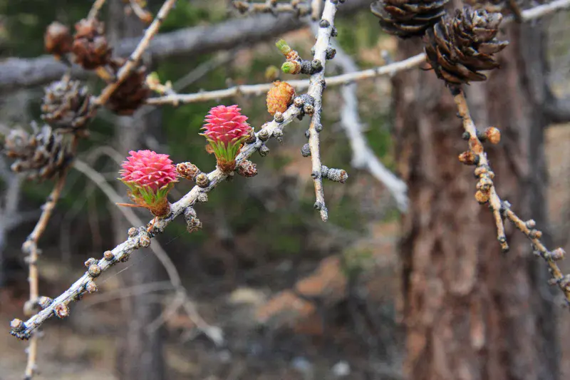 Young larch in May, the Altai Mountains