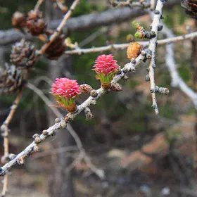 Young larch in May, the Altai Mountains