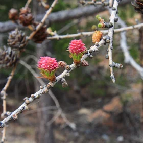 Young larch in May, the Altai Mountains