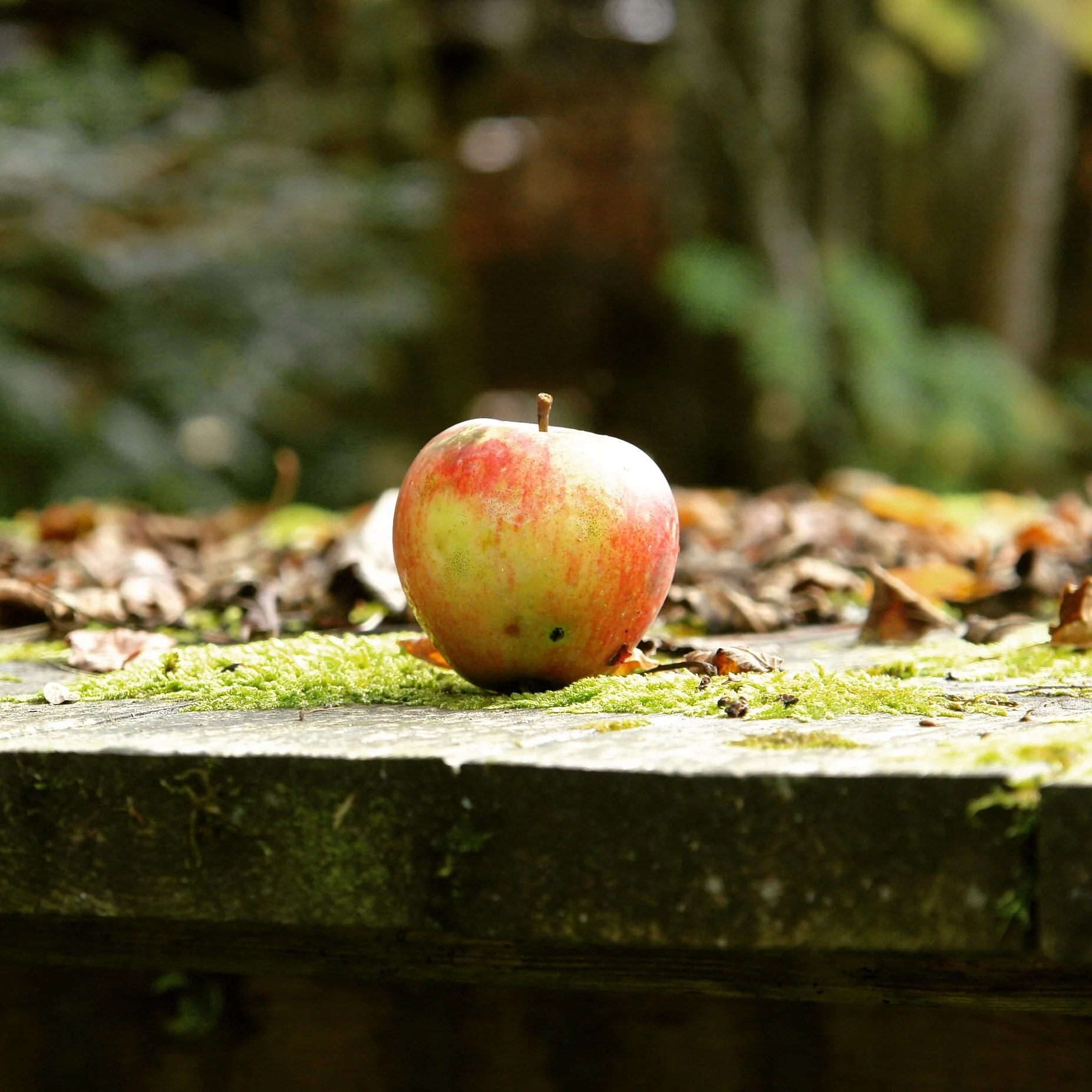 Backyard full of Treasures
