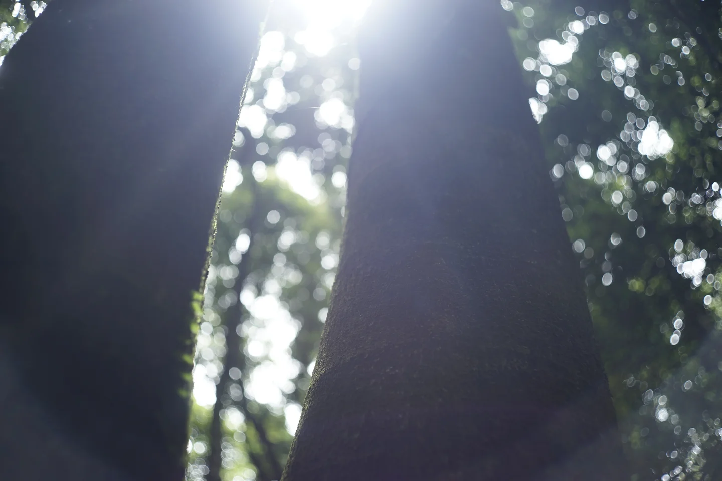 A tree in a protected wetland in Jeju island, Korea