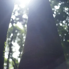 A tree in a protected wetland in Jeju island, Korea