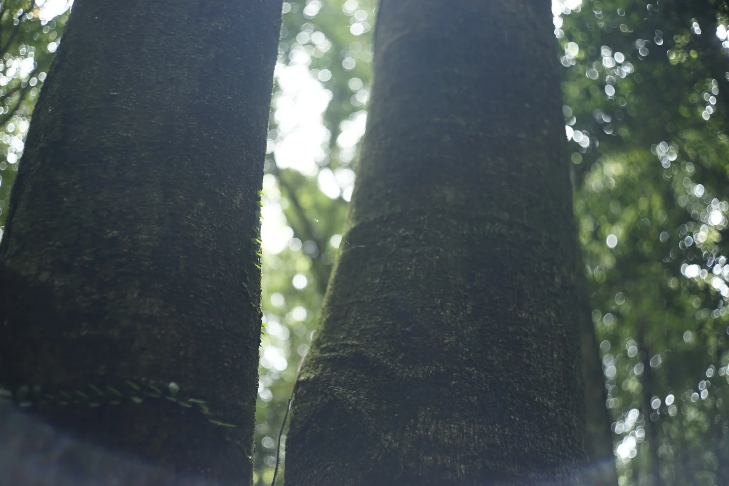 A tree in a protected wetland in Jeju island, Korea