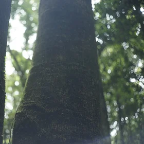 A tree in a protected wetland in Jeju island, Korea