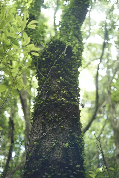 A tree in a protected wetland in Jeju island, Korea