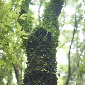 A tree in a protected wetland in Jeju island, Korea