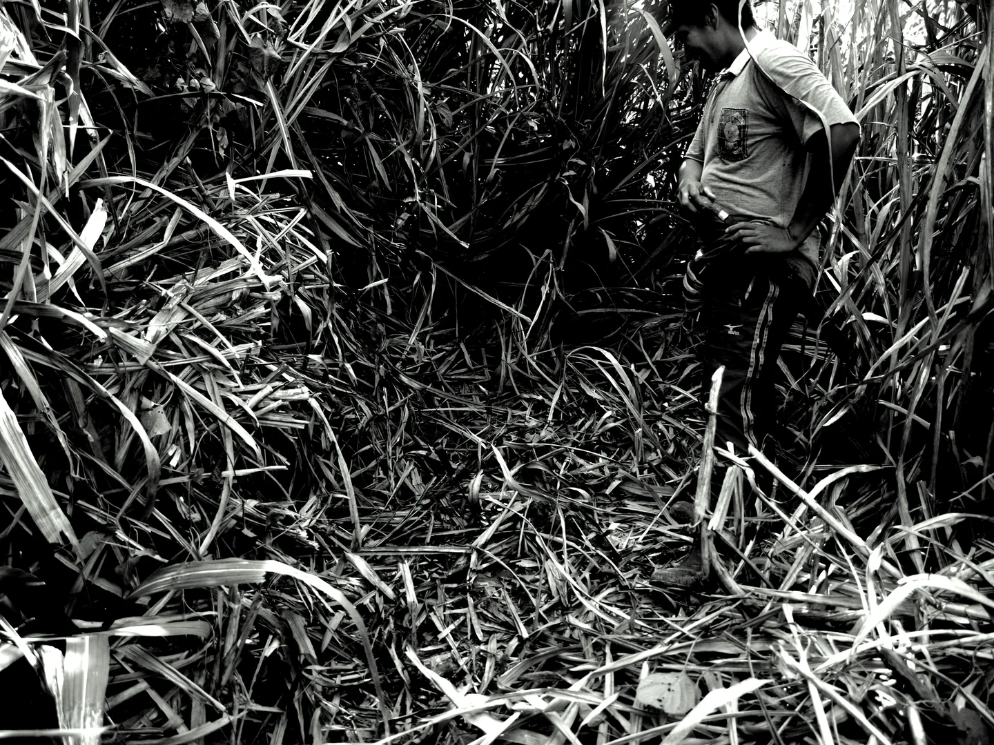 Chopping back the undergrowth!