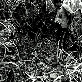 Chopping back the undergrowth!