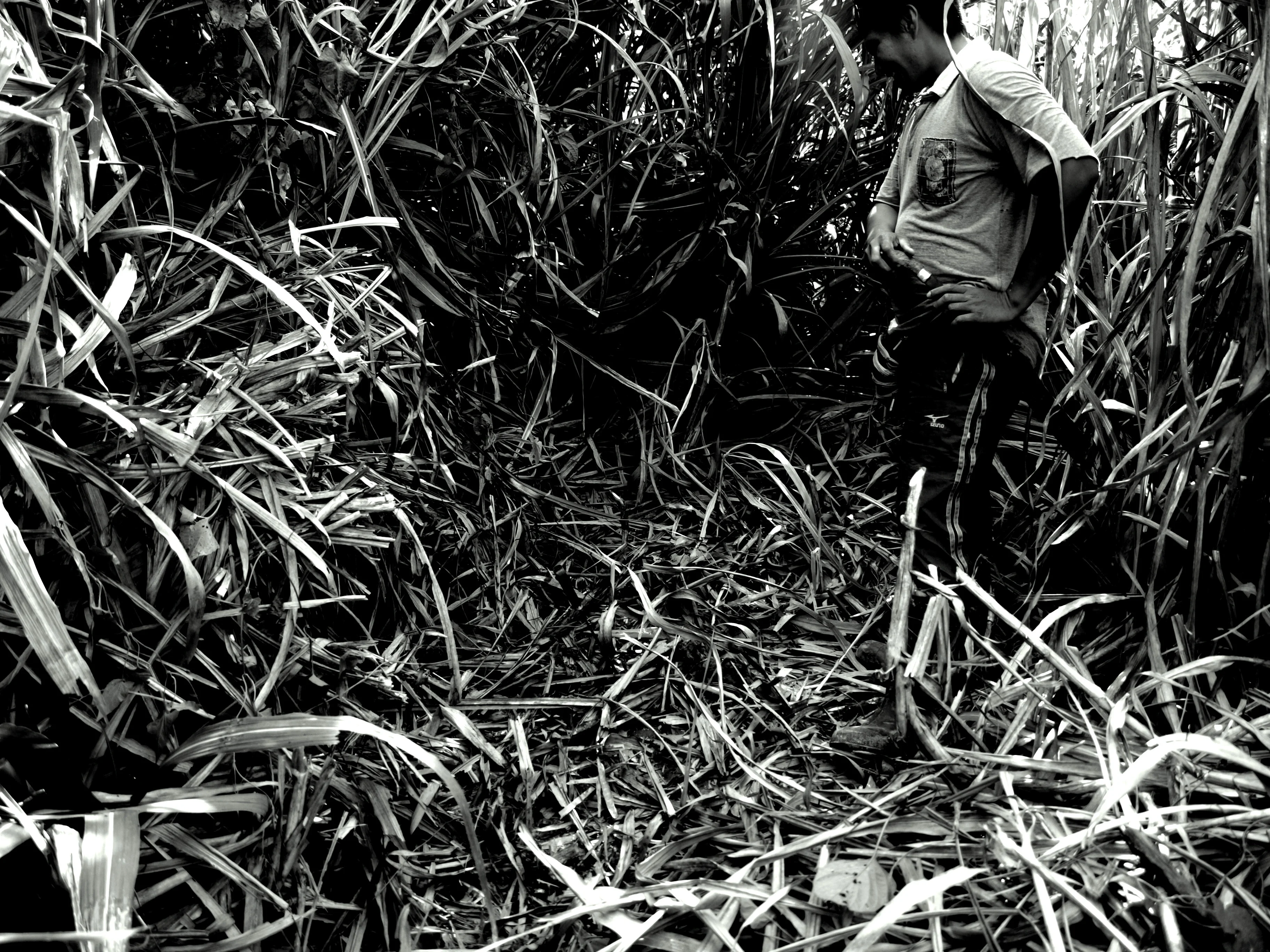 Chopping back the undergrowth!