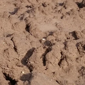 Microbarkhans dunes in a ploughed soil