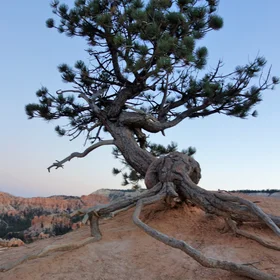 Hanging on in Bryce Canyon