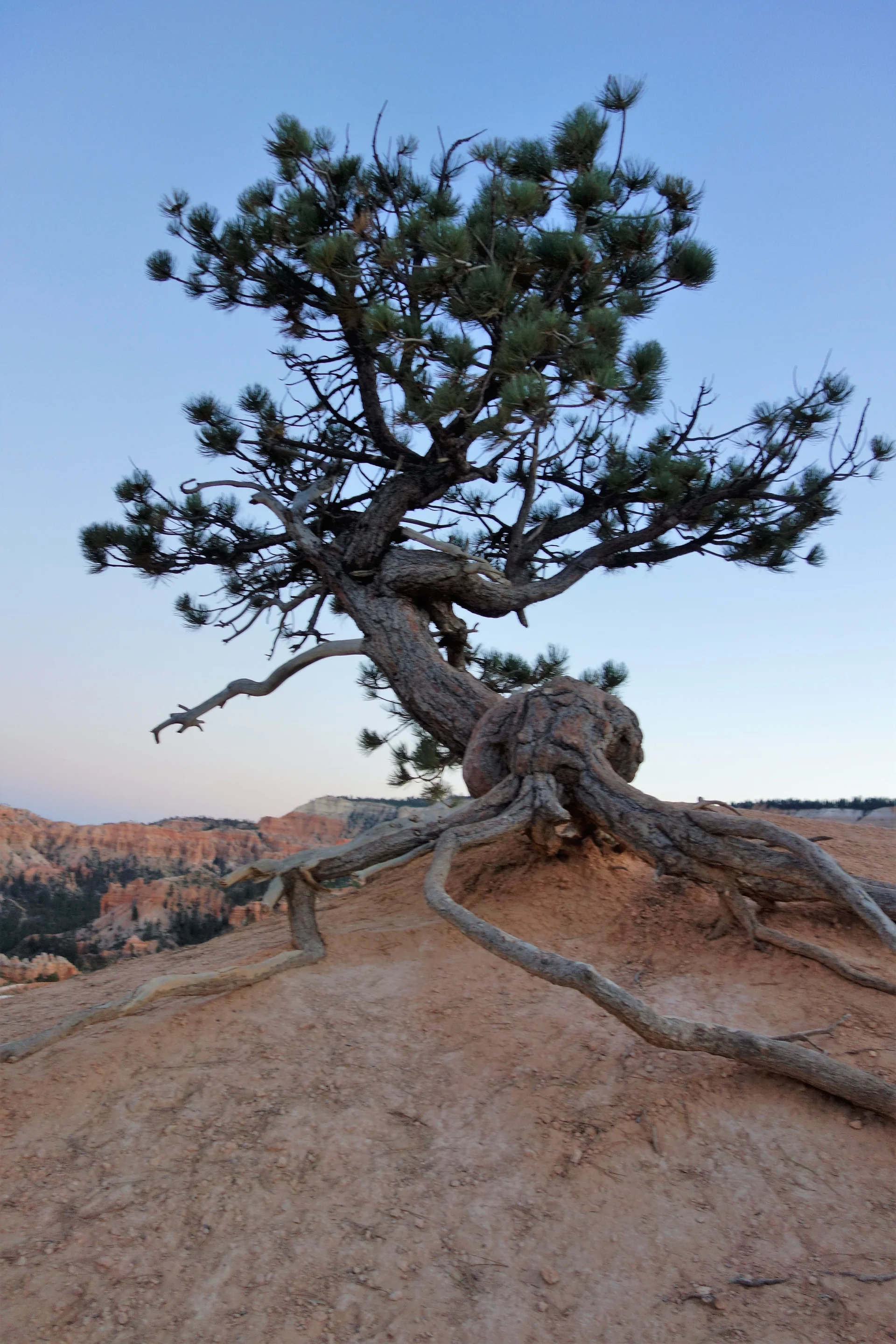 Hanging on in Bryce Canyon
