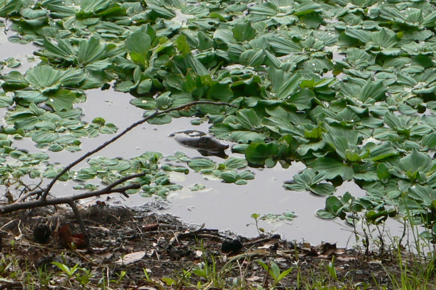 Baby alligator surfacing