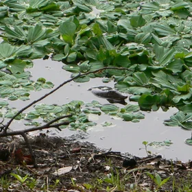 Baby alligator surfacing