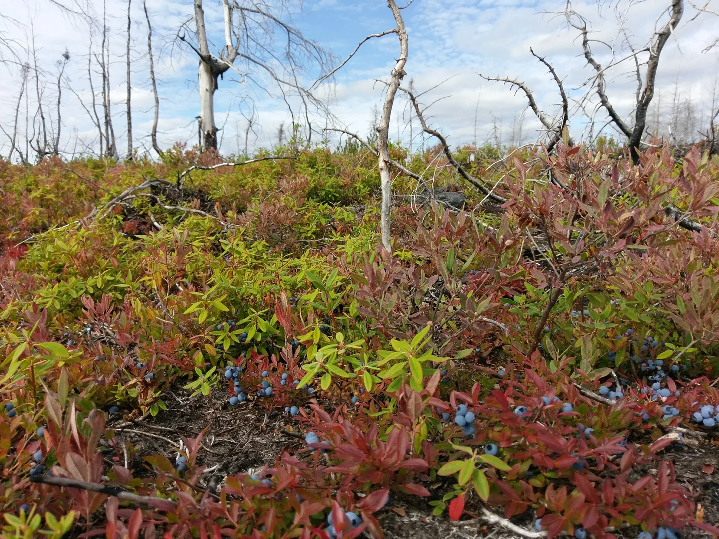 Life thrives after fire