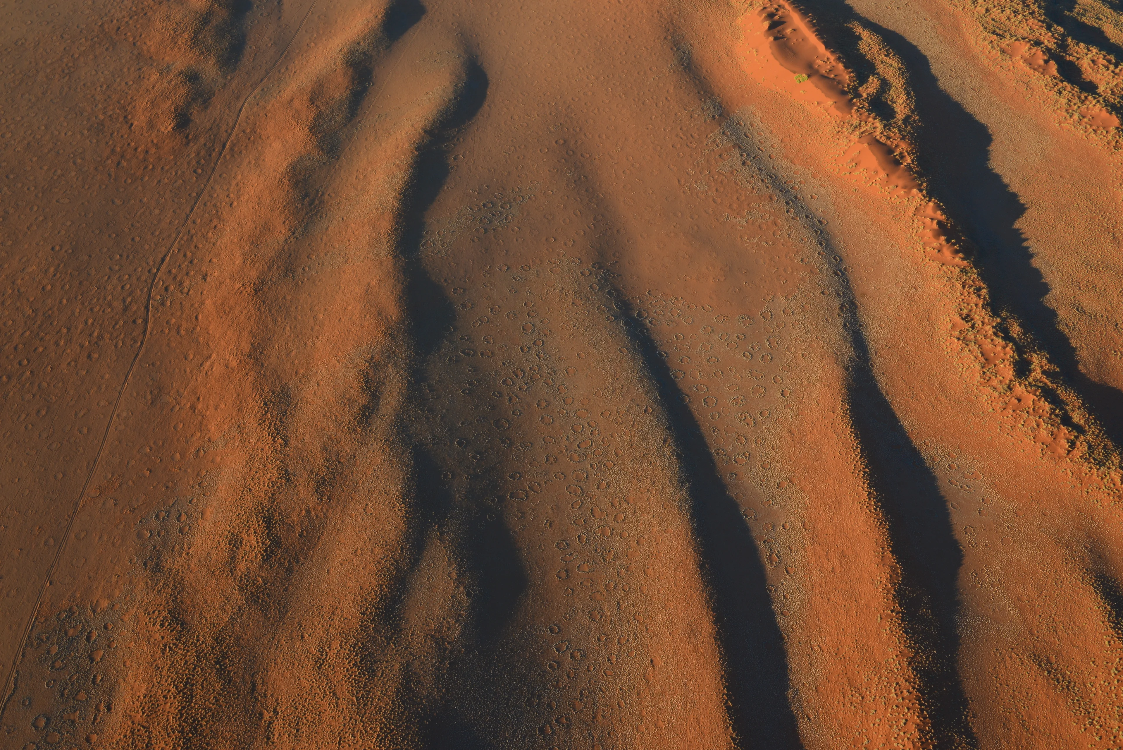 The mysterious fairy circles.