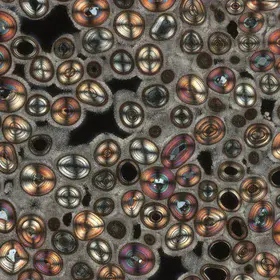 Thin section photograph of Karlsbad Pisoid