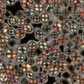 Thin section photograph of Karlsbad Pisoid