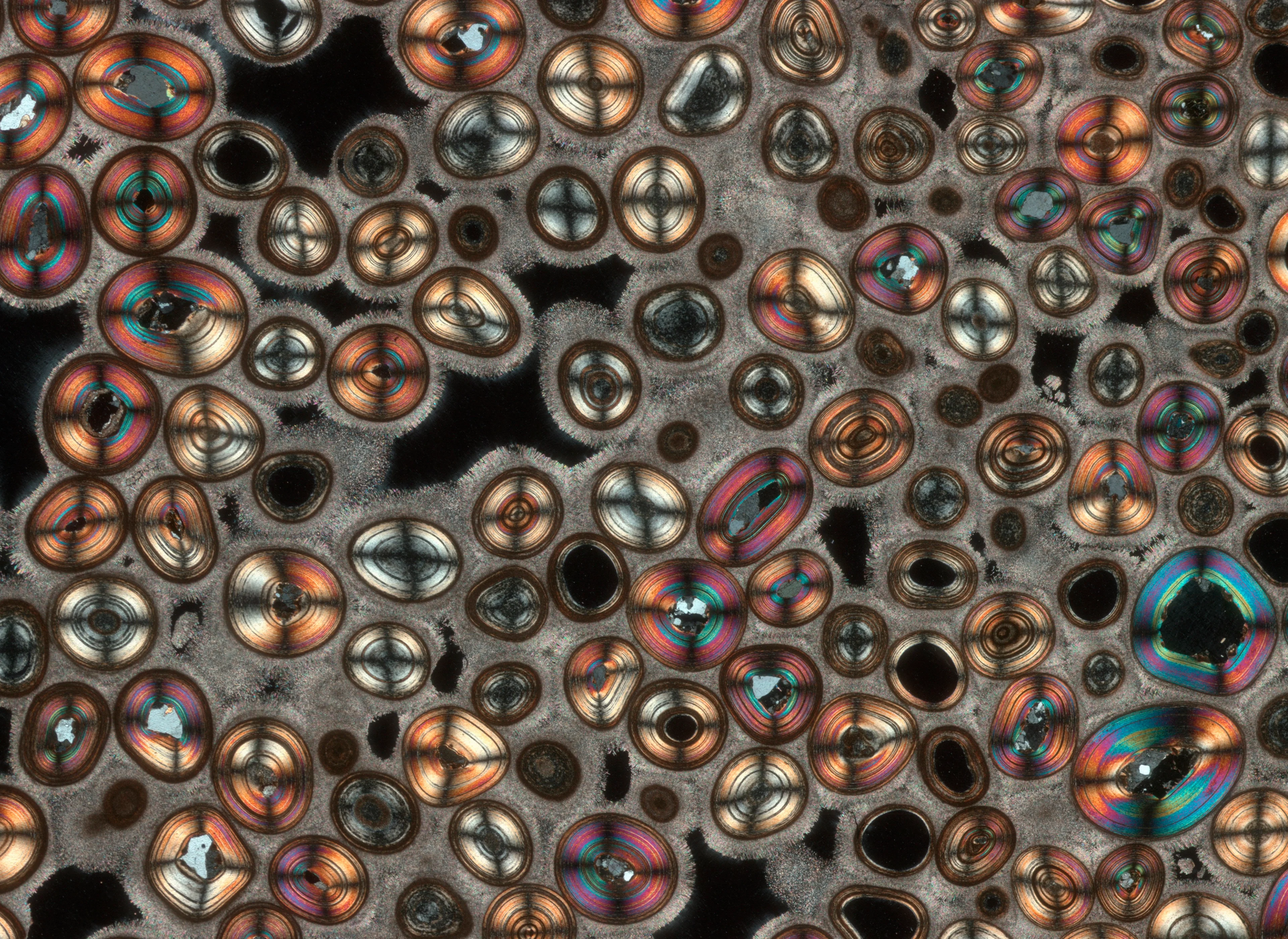Thin section photograph of Karlsbad Pisoid
