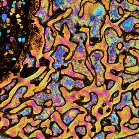 Dinosaur Bone in Yellow