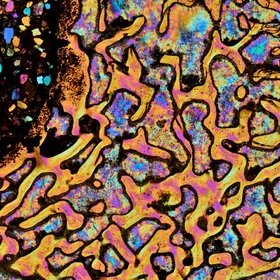 Dinosaur Bone in Yellow