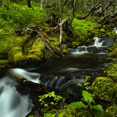 Patagonian Rainforest by Carsten W. Mueller